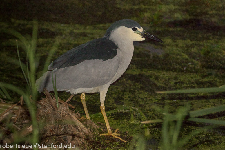 emily renzel wetlands